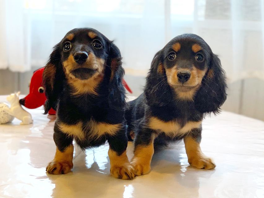 カニンヘンダックスフンド ナンシーcs & ナイトの子犬 ブラックタン 男の子(1)(2)dachshund02 カニンヘンダックスフンド ナンシーcs & ナイトの子犬 ブラックタン 男の子(1)(2)