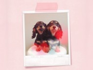 dachshund02 dachshund02