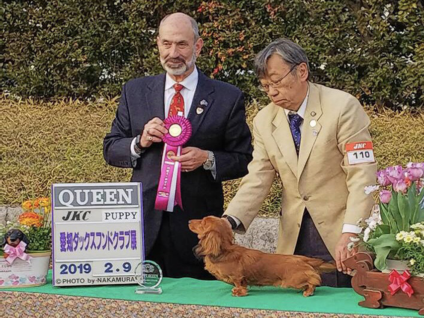 ミニチュアダックスフンド牝クラス
パピークイーン