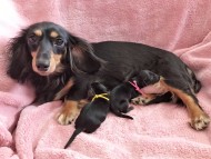 dachshund02 dachshund02