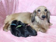 dachshund02 dachshund02