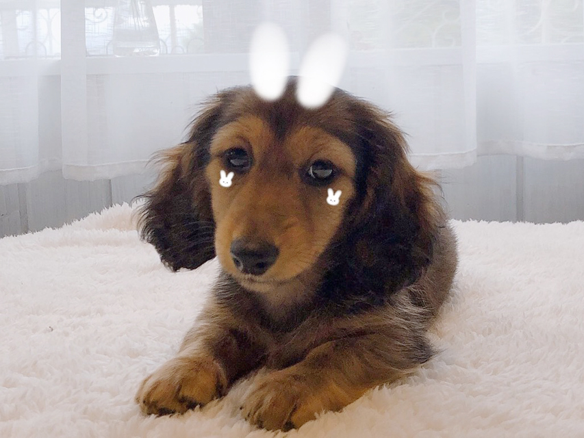 カニンヘンダックスフンド レイcs & ジャンの子犬 レッド 女の子dachshund02 カニンヘンダックスフンド レイcs & ジャンの子犬 レッド 女の子