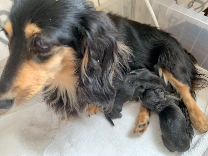 カニンヘンダックスフンド グリム 6/1出産しました