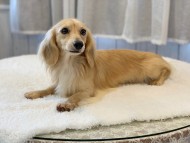 dachshund02 dachshund02