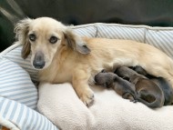 dachshund02 dachshund02