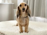 dachshund02
