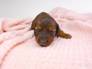 dachshund029 dachshund029