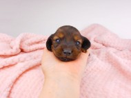 dachshund030