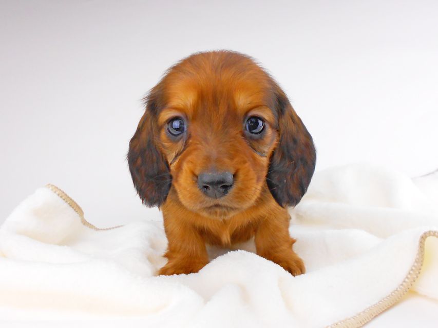 ミニチュアダックスフンド サリーアン & ジムの子犬 レッド 男の子（1）