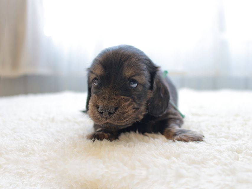 カニンヘンダックスフンド ひなプリhp & オスカルの子犬 イエロー（クリーム） 男の子