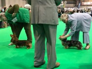 dachshund03 dachshund03