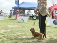 dachshund03 dachshund03