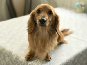 カニンヘンダックス 竹千代