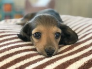 dachshund03 dachshund03