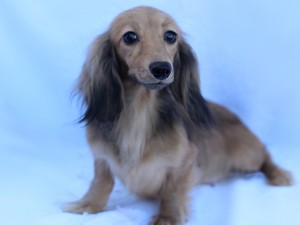 カニンヘンダックスフンド ロングヘアード スター イエロー 細川様ご愛犬 カニンヘンダックスフンド ロングヘアード スター イエロー 細川様ご愛犬