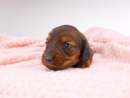 dachshund033 dachshund033