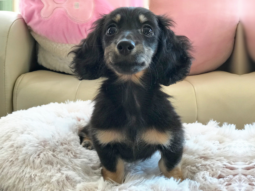 カニンヘンダックスフンド ペコ & ナイトの子犬 ブラックイエロー（ブラッククリーム） 女の子（2）