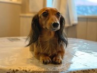 dachshund03 dachshund03