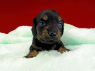 dachshund034