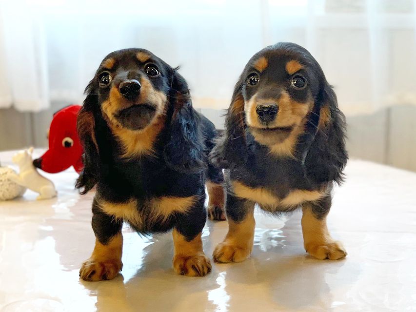 カニンヘンダックスフンド ナンシーcs & ナイトの子犬 ブラックタン 男の子(1)(2)dachshund03 カニンヘンダックスフンド ナンシーcs & ナイトの子犬 ブラックタン 男の子(1)(2)
