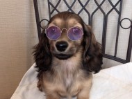 dachshund03 dachshund03