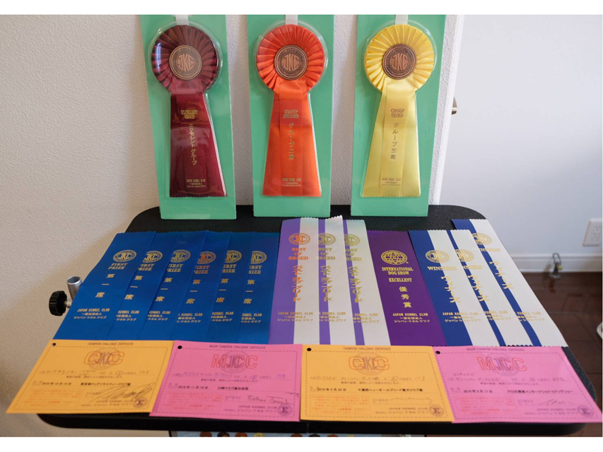 【ドッグショー】プッチちゃん JKCチャンピオン完成dachshund03 【ドッグショー】プッチちゃん JKCチャンピオン完成