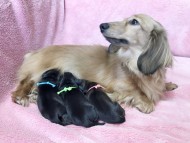 dachshund03 dachshund03