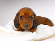 dachshund035