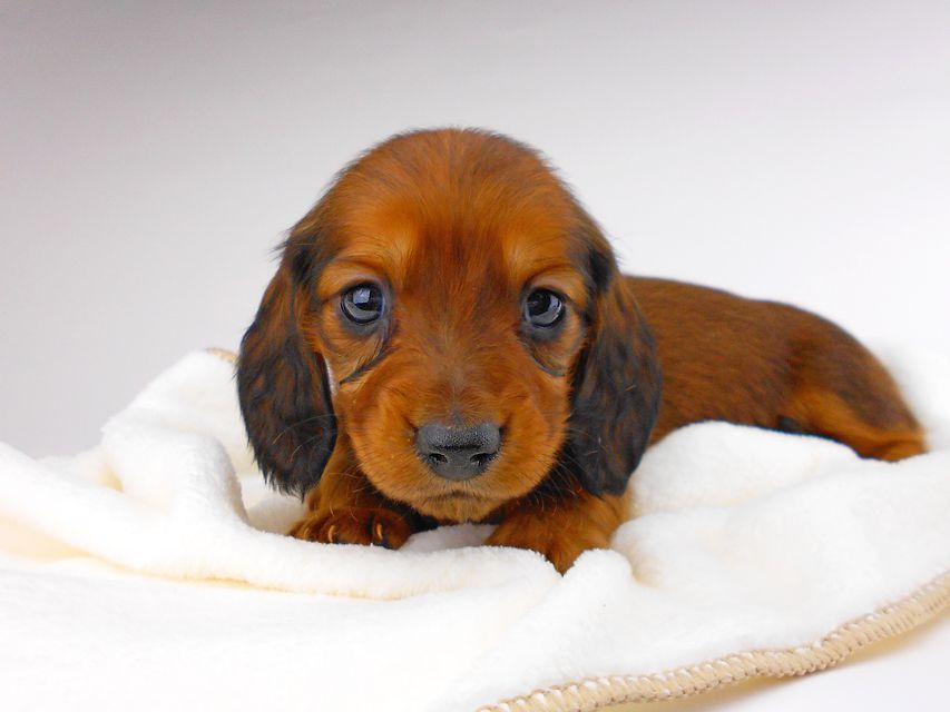 ミニチュアダックスフンド サリーアン & ジムの子犬 レッド 男の子（1）