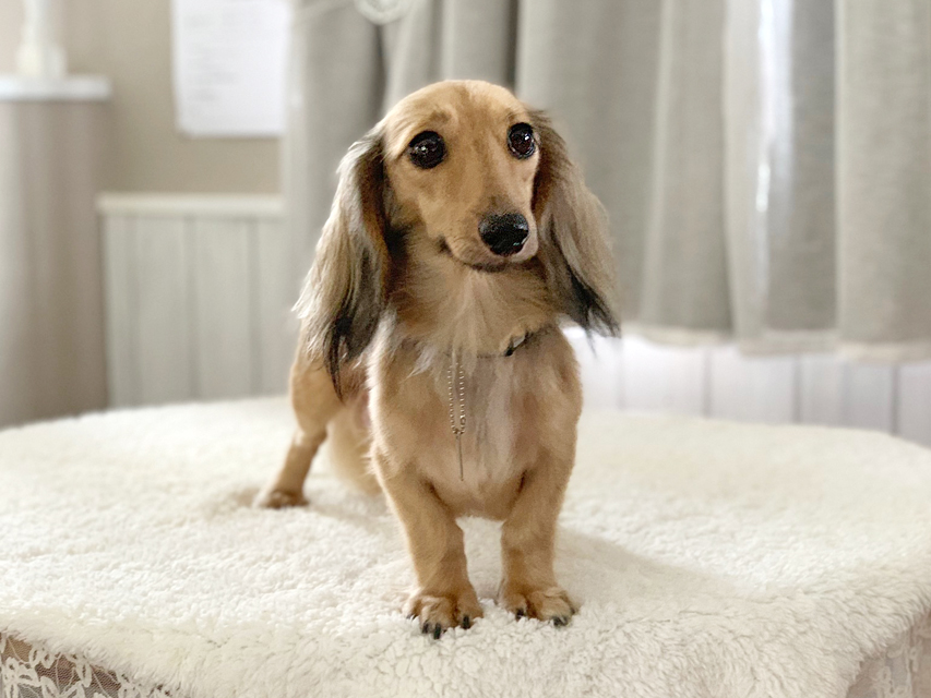 カニンヘンダックスフンド メイ フジアースフィールド出身dachshund03 カニンヘンダックスフンド メイ フジアースフィールド出身