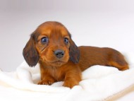dachshund036
