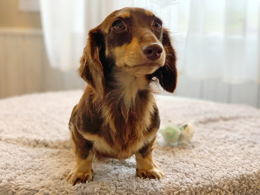 カニンヘンダックスフンド ジャム メンバー紹介