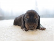 dachshund038