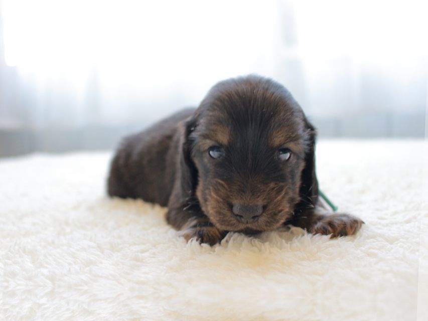 カニンヘンダックスフンド ひなプリhp & オスカルの子犬 イエロー（クリーム） 男の子