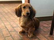 dachshund03