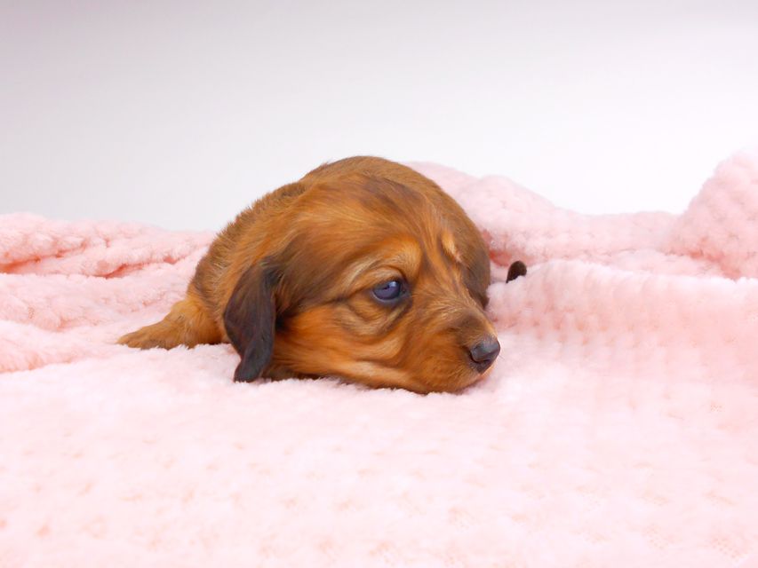 ミニチュアダックスフンド サリーアン & ジムの子犬 レッド 男の子（2） お写真初登場