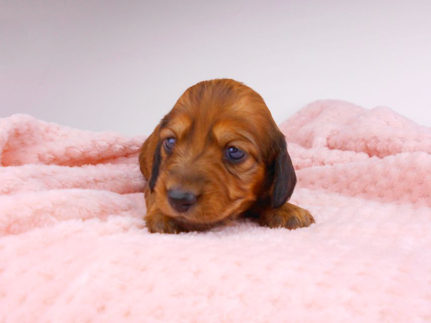 ミニチュアダックスフンド サリーアン & ジムの子犬 レッド 男の子（2） お写真初登場