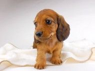 dachshund041