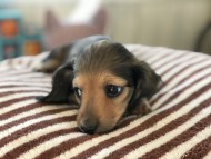 dachshund04