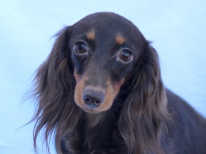 カニンヘンダックス ルースmh チョコタン