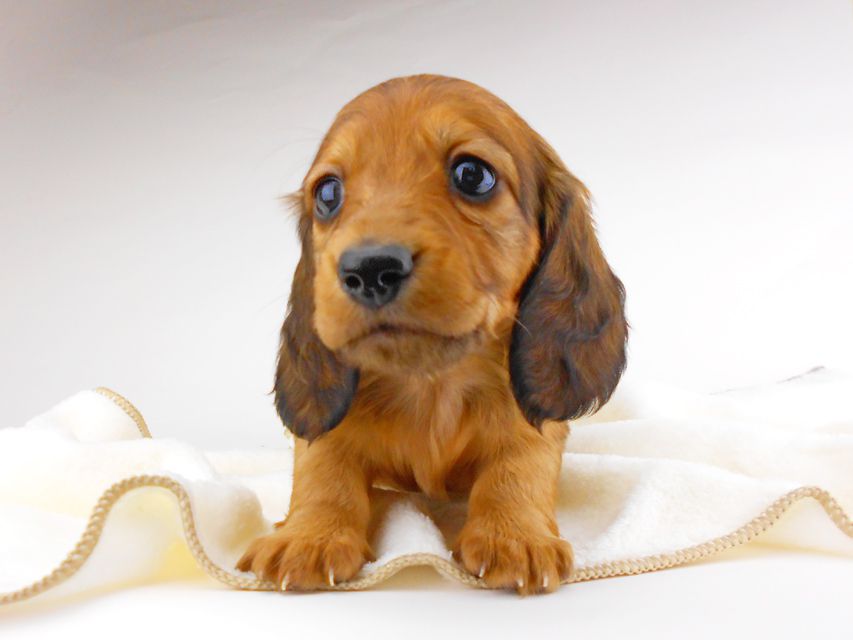 ミニチュアダックスフンド サリーアン & ジムの子犬 レッド 男の子（2）