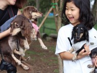 dachshund04 dachshund04