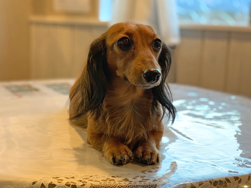 カニンヘンダックスフンド トア メンバー紹介