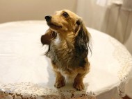 dachshund04 dachshund04