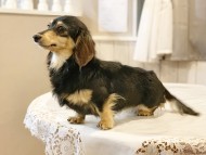 dachshund04