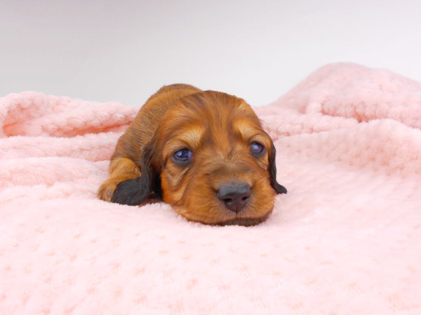 ミニチュアダックスフンド サリーアン & ジムの子犬 レッド 男の子（2） お写真初登場