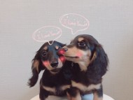 dachshund04 dachshund04