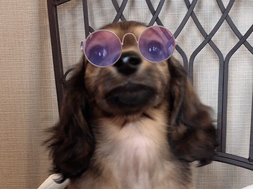 ミニチュアダックスフンド ララ & 竹千代の子犬 レッド 男の子（1）（2）（3）