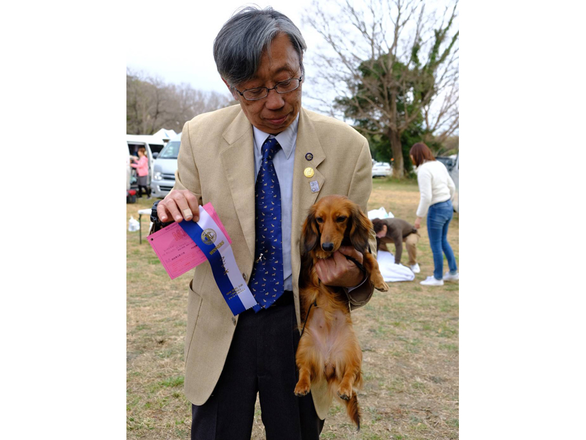 【ドッグショー】プッチちゃん JKCチャンピオン完成dachshund04 【ドッグショー】プッチちゃん JKCチャンピオン完成