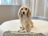 dachshund04 dachshund04